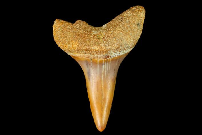 Colorful White/Mako Shark Tooth Fossil - Sharktooth Hill, CA #122723